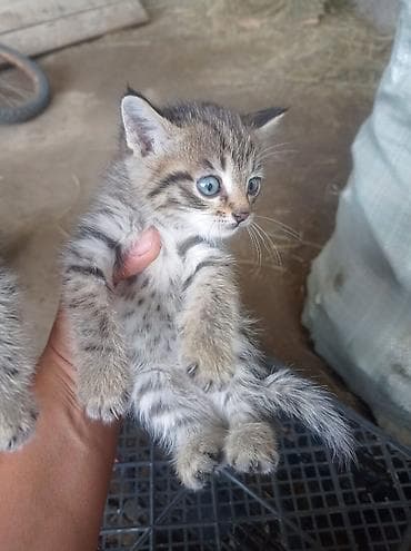 сухое молоко для котенка: Котята полосатые, короткошёрстные, классического окраса 1 штук 100 сом — 3