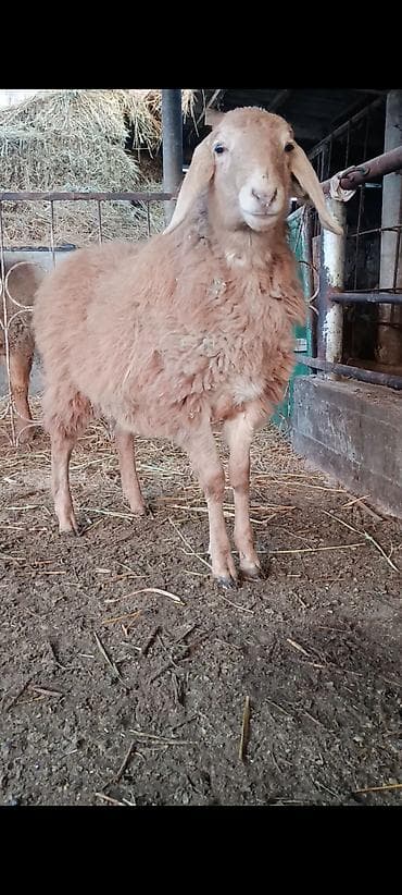 куплю салому: Продаю | Ягненок | Для разведения — 1