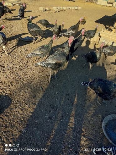 продажа щенков немецкой овчарки в бишкеке с документами: Сатам | Эркек күрп | Көбөйтүү үчүн | Асыл тукумдуу — 1