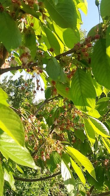 село романовка: 6 соток, Красная книга — 2