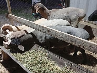 продам курей: Продаю | Баран (самец) | Для разведения — 6