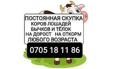 кой коозу: Частное лицо : Коровы, быки, | На откорм — 1