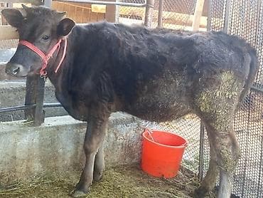 корм крс: Продаю | Музоо, торпок | На откорм — 8