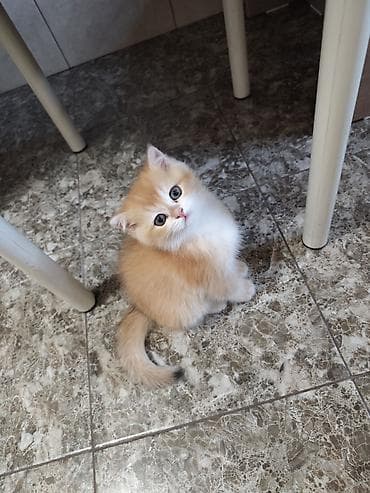 Британская короткошёрстная, 1 месяц, Мальчик, Золотая шиншилла, Приучена к лотку