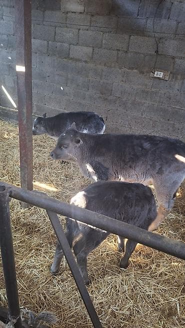 С/х животные и товары: Продаю | Музоо, торпок | На откорм — 5