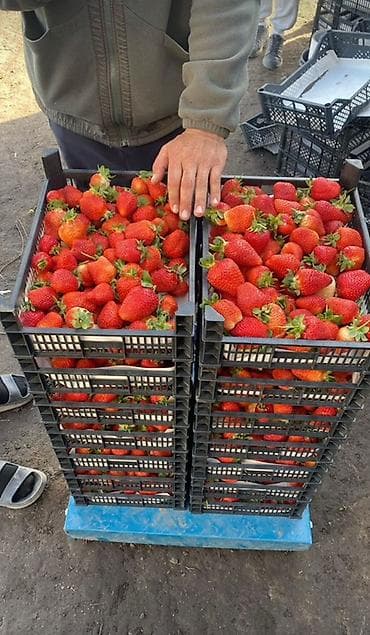 ящик для пчёл: Пластиковый Ящик, Новый — 2