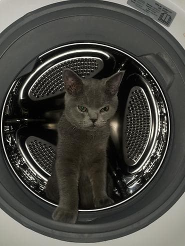 подшипник для стиральной машины: ПРОДАЮ КОТЕНКА❗️💗 (Мальчик) Очень ласковый идет на ручки умеет — 3