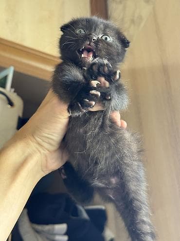 Кошки: Котята вислоухие 2месяца, к лотку приучены — 4