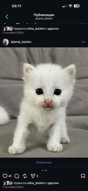 кошка малинкый: Котята 
Турецкая Ангора 
2 месяцев — 3