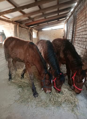 французский бульдог цена щенка: Продаю | Жеребенок | Для разведения | Племенные — 1