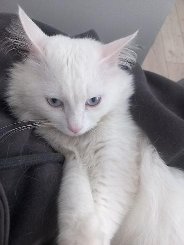 турецкая ангора: Кошка даром: Ангорская, 1 год, Мальчик, Кастрирована — 1
