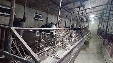 кой порода: Продаю | Кобыла (самка), Конь (самец), Жеребец — 5