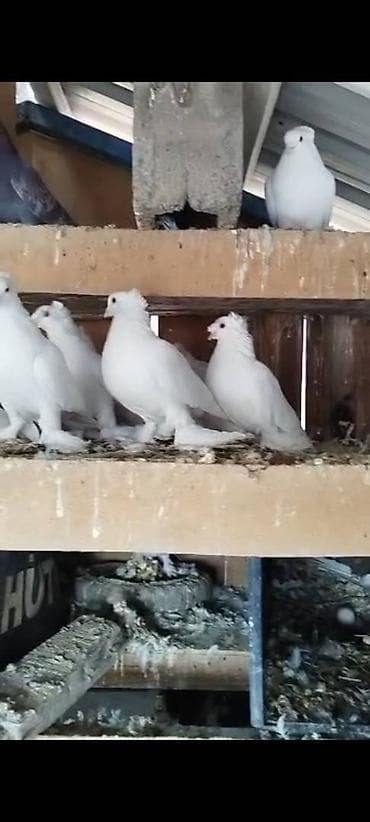 мышык сатып алам: Племенных голубей старопородный — 5