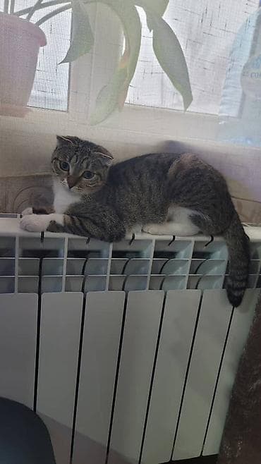 Отдам даром кошку: Пристраиваются 2 кошки в хорошие руки с дальнейшим отслеживаением — 5