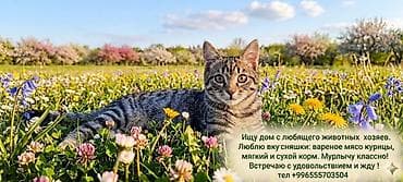 cane corso: Британская короткошёрстная, 2 года, Девочка, Серый, Приучена к лотку, Проглистована — 6