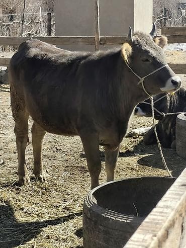 корова для молока: Продаю | Тёлка | Для разведения | Привязанные — 2