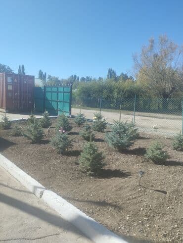 полироль авто: Саженцы деревьев: Ели — 3