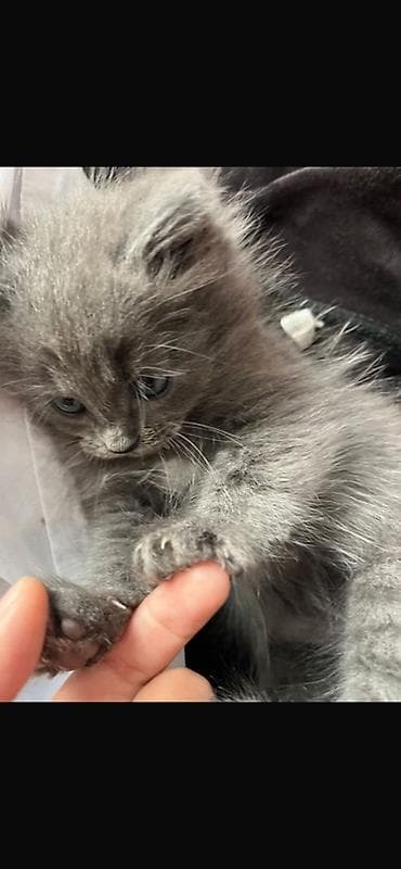 Животные: Котята от домашней кошки Описание: - Милые котята 1 помёта: тигровый — 2