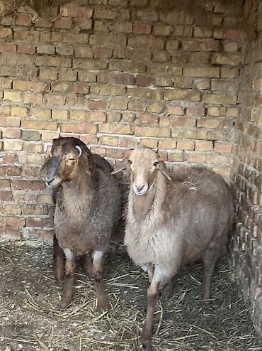 крысы белые: Продаю | Баран (самец) — 1