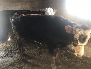 бычки телочки: Продаю | Музоо, торпок | Полукровка | На откорм | Привязанные — 4