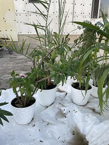 салаты на зиму: Комнатные растения в декоративных кашпо В наличии несколько видов — 4