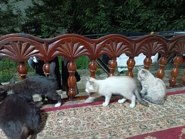 щенок даром: 3 месяца, Мальчик — 2