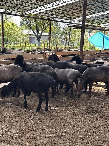 птицы бишкек: Продаю | Овца (самка) | Для разведения | Племенные — 3