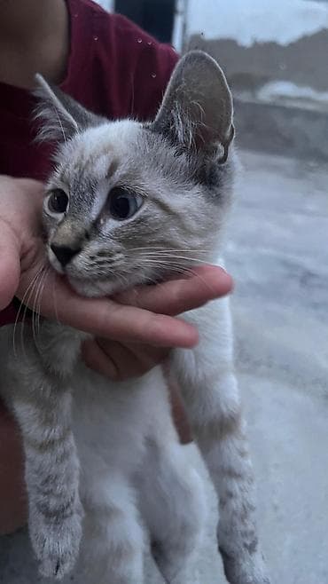 үй жаныбарлары: 3 айлык, Эркек, Аргын — 2