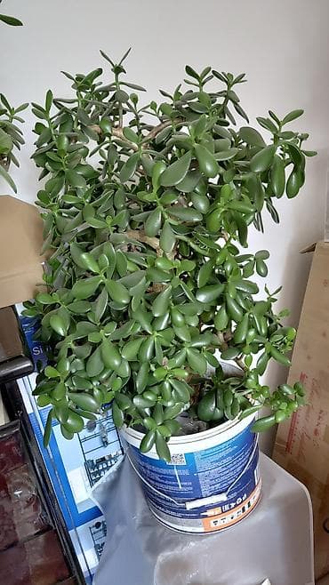 отдам цветы: Комнатные растения — суккуленты и декоративные культуры Предлагаются — 3