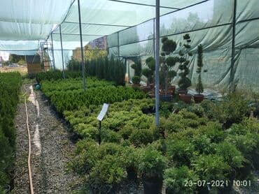 Продается оптом и в розницу растения