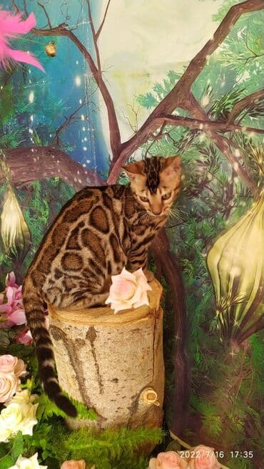 бенгальский леопардовый кот: Бенгальский котик Мальчик. 5мес. Невероятно красивый контрастный с — 4