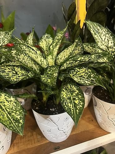 Денежное дерево: Комнатные цветы в горшках — готовые к украшению дома или офиса — 9