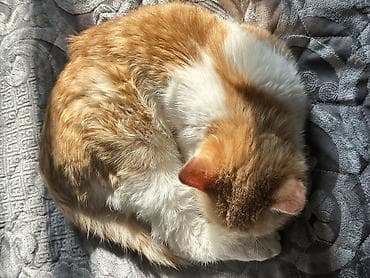 парода кошка: Отдам бесплатно 💛 (Ищу хорошего хозяина ) Рыжебелый котёнок - Окрас — 3