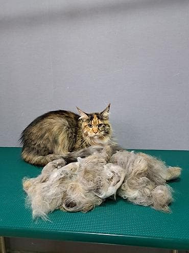 где можно подстричь кота: Экспресс линька для кошек. Груминг кошек. Стрижка кошек. Вычес шерсти — 6