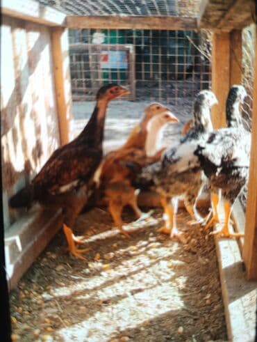 продаю домашние куры: Продаю молодых боевых даканов и цыплят хороших кровей отборных от 500с — 1