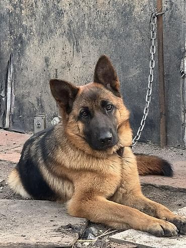 6 месяцев: Немецкая овчарка, кобель. Окрас чепрачный, мощный костяк, крепкая — 1