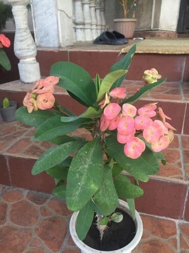 купить саженцы: Молочай от 700-1000 с в зависимости от размера — 3