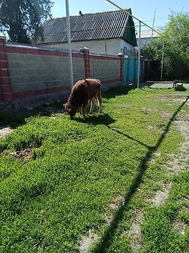 металлический ящик: Продаю | Музоо, торпок | Полукровка | На откорм | Привязанные — 5