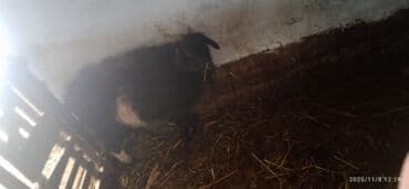 Трансформатор майы: Коза жирная на зарез и разведения — 4