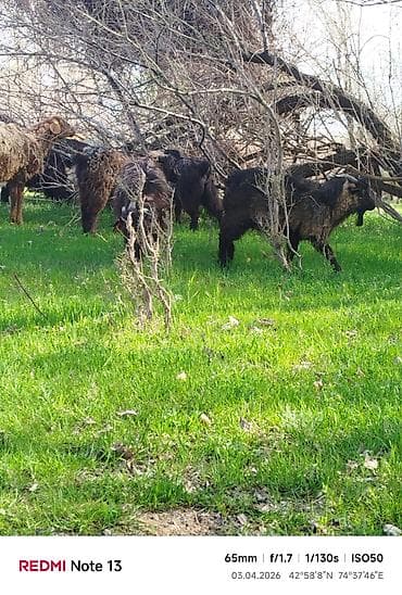 ечки кой: Продаю | Коза (самка) | Полукровка | Для молока — 10