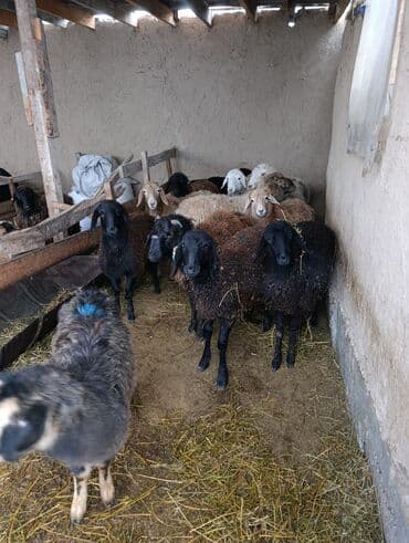 куры живые: Продаю | Баран (самец) | Полукровка | Для разведения | Матка — 3