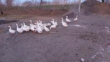 А/ч жаныбарларын сатам: Домашние гуси, белые, молодняк и взрослые. Поголовье на фото — стадо — 4