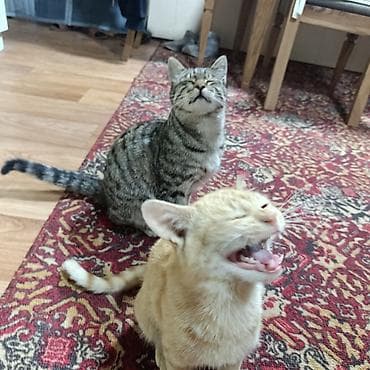 Отдам даром кошку: Кошка даром: Беспородная, Девочка — 8