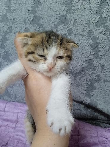 кошки шотландские: Шотландские вислоухие котята - Окрас: рыжий (солид) мальчик — 5