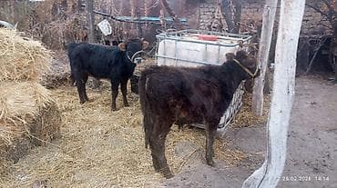 продаю дойных коров: Продаю | Тёлка | На откорм | Привязанные — 3