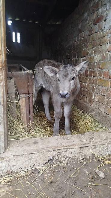 Продам с/х животных: Продаю | Музоо, торпок | Полукровка | На откорм — 2