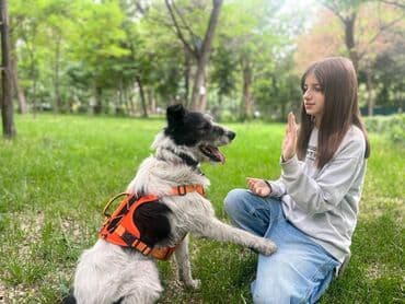 вет аптека: | Индивидуальная дрессировка собак | Хотите, чтобы ваша собака была — 6