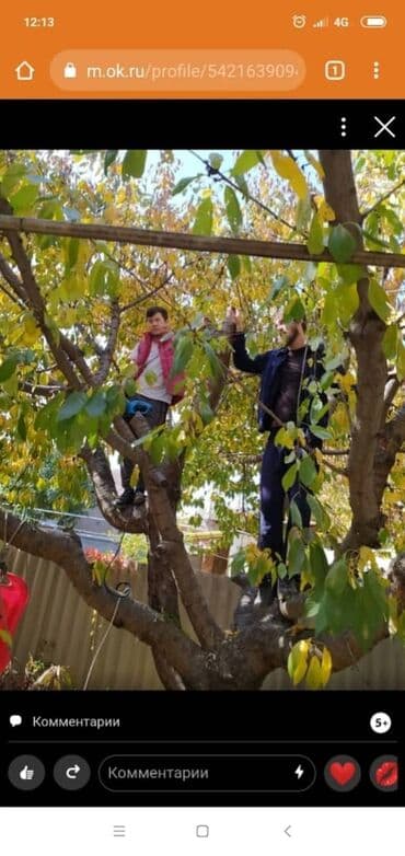 ночь охрана: Осенняя обрезка плодовых деревьев обработка от вредителей грибковых — 4