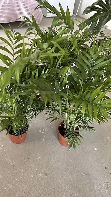 Хамедорея (Chamaedorea elegans, «бамбуковая пальма») в пластиковом