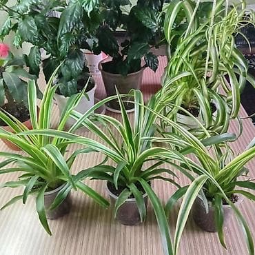 комнатная роза: Хлорофитум и гибискус (китайская роза) в горшках - Хлорофитум — 4